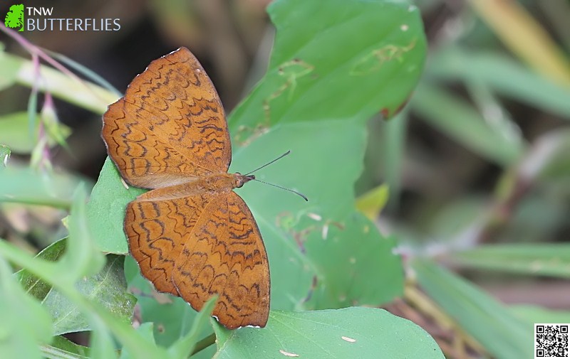 Butterflies